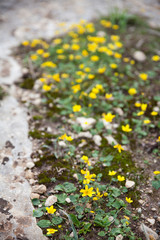 yellow flowers on the ground