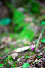 spring flower in the forest