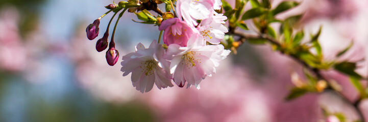 Pink cherry blossom. Sakura power flowers. Sakura bloom, close up. Pink cherry blossoming flowers, bokeh light background