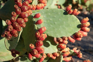 Africa - Morocco - Kelaat 'mgouna -  Rose Valley - Gorge du Dades and Todra Valley near Marrakech, prickly pears, succulents
