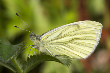 Green-veined White butterfly, Pieris napi, resting on a green leaf. Close up side view showing detailed pattern and texture. Blurred background.
