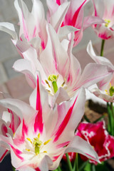Obraz premium multicolored tulips on flowerbed