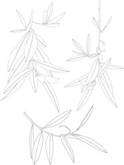 Olive Branch Outline Vector Drawing
