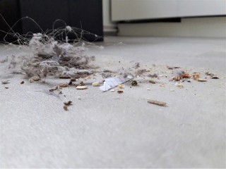 Close Up of Household Dust And Dirt On The Floor 