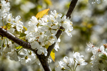 Pflaumenblüte