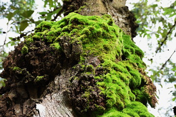 Moss green on tree in fores.