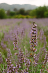 lupine field in mountain in spring time