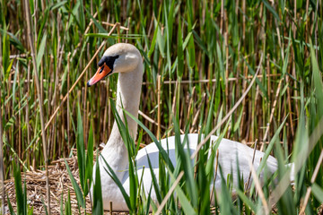 A swan on her nest in springtime