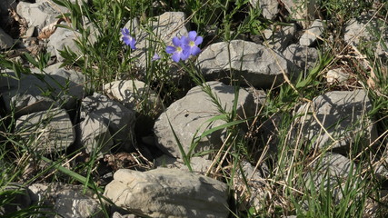 linum alpinum