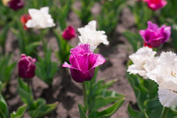 Amazing blooming colorful tulips pattern outdoor. Nature, flowers, spring, gardening concept