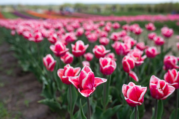 Amazing blooming colorful tulips pattern outdoor. Nature, flowers, spring, gardening concept