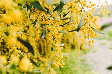 blooming mimosa flower, spring time