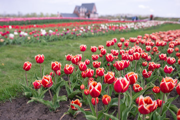 Amazing blooming colorful tulips pattern outdoor. Nature, flowers, spring, gardening concept