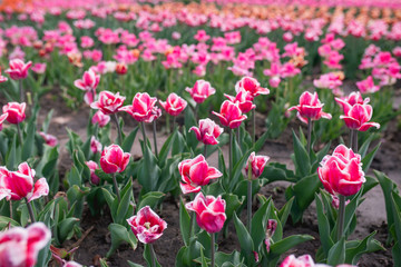 Amazing blooming colorful tulips pattern outdoor. Nature, flowers, spring, gardening concept