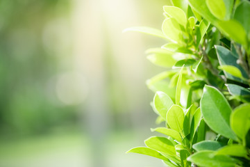 Amazing nature view of green leaf on blurred greenery background in garden and sunlight with copy space using as background natural green plants landscape, ecology, fresh wallpaper concept.