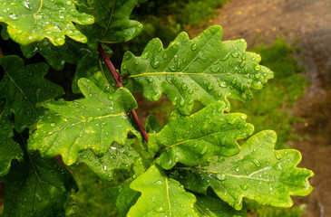 Branch with green oak leaves
