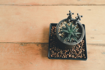 Small potted plants Place on coffee beans in ceramic plates With a wooden background