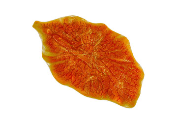 Fasciola hepatica, or liver fluke