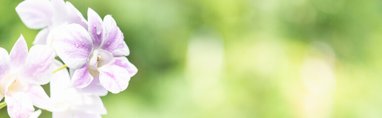 Amazing nature view of white leaf on blurred greenery background in garden and sunlight with copy space using as background natural green plants landscape, ecology, fresh wallpaper concept.