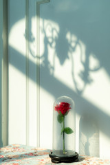 One red rose in a glass dome. Beautiful flowers in the morning light with soft reflections.