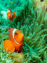 tropical fish with coral