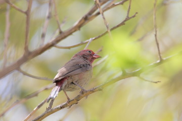 robin on a branch