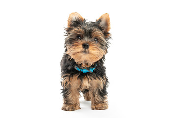 Little Yorkshire Terrier puppy isolated on white background