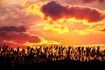 Fototapeta premium canes on sunset