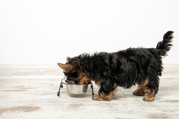 A puppy eats from a bowl in a room. Beautiful interior. Dog ration