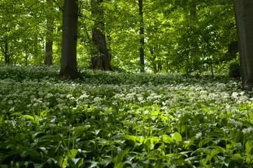 bärlauch im buchenwald nähe reichenbach in nordhessen , allium ursinum , ramson in beech forest...