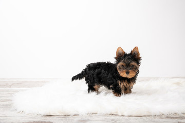 Yorkshire Terrier puppy in the room on the carpet. Place for text