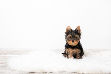 Yorkshire Terrier puppy in the room on the carpet. Place for text