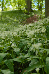 bärlauch im buchenwald , allium ursinum , ramson in beech forest nähe reichenbach in nordhessen