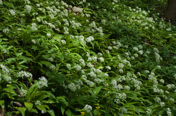 bärlauch im buchenwald , allium ursinum , ramson in beech forest nähe reichenbach in nordhessen