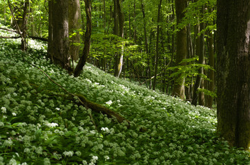 buchenwald mit bärlauch , allium ursinum , ramson in beech forest nähe reichenbach in nordhessen