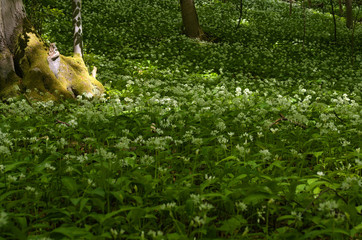 buchenwald mit bärlauch allium ursinum nähe reichenbach in nordhessen , ramson near reichenbach in north hesse