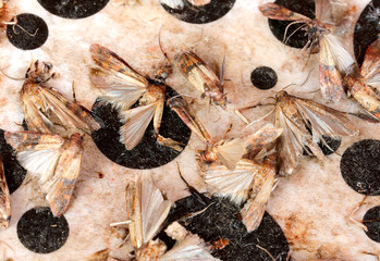 many dead Indianmeal moths in the trap are insects that infest c