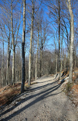 wide forest path in winter with leafless trees