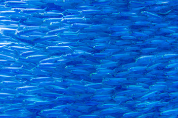 魚の群れ　イワシ