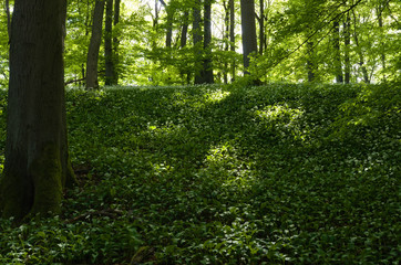 bärlauch im buchenwald , allium ursinum , ramson in beech forest nähe reichenbach in nordhessen