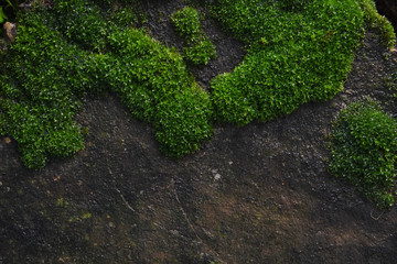 Moss green on stone in forest.