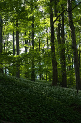bärlauch im buchenwald nähe reichenbach in nordhessen , allium ursinum , ramson in beech forest near reichenbach in north hesse