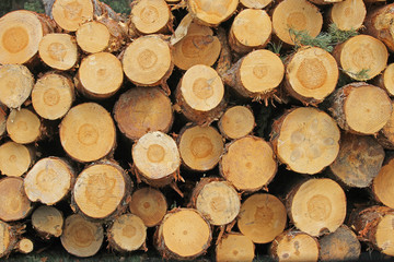 Freshly cut pine trunks in the north of the province of Palencia, Spain.