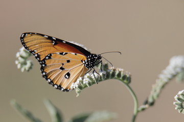 butterfly on a flower