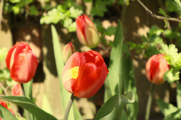 Close up of many delicate vivid red and yellow tulips in full bloom in a sunny spring garden, beautiful outdoor floral background.