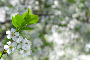cherry tree blossom  with copy space