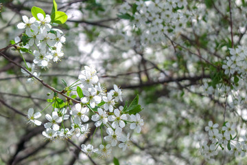 white flowers of a tree