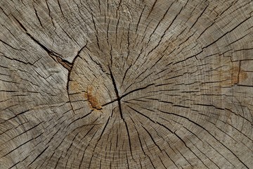 Close-up of a tree slice with annual rings and cracks