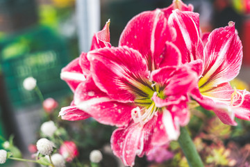pink flower planted in a garden