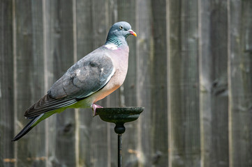Sly cunning looking common wood pigeon